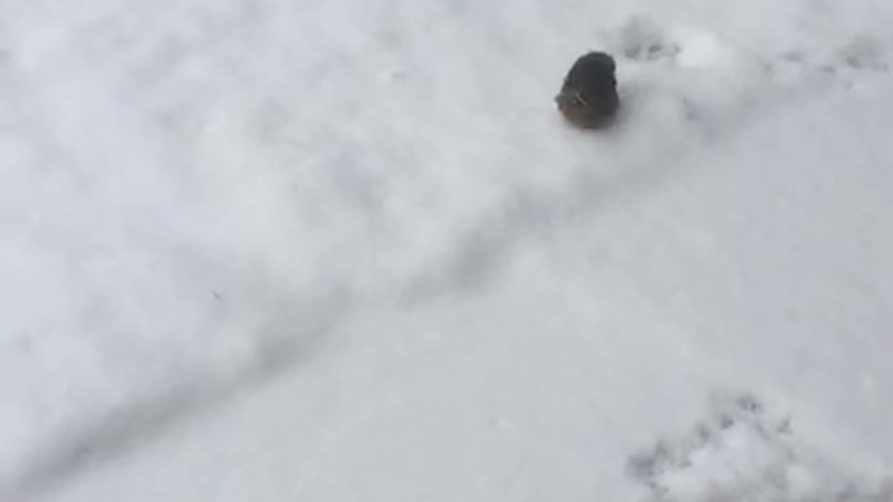 Quail snow walk