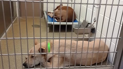Cecily💞-on bed napping 6y A868467 blank 2y A877933 kennel 206 harrys haven PACC shelter20250806449