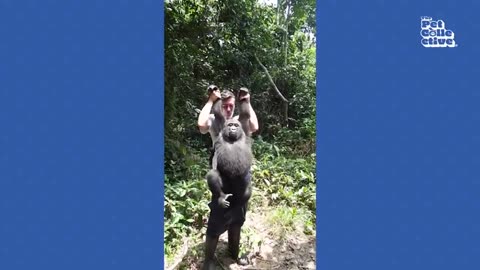 Funny animal videos