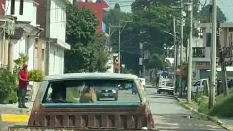 Dog Rides on Top of Old Pickup