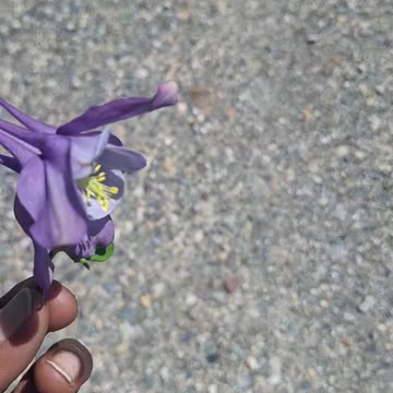 A beautiful flower(2)