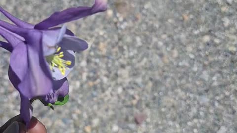 A beautiful flower(2)