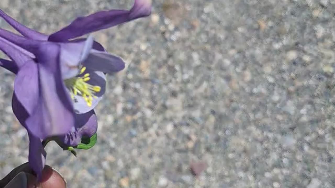 A beautiful flower(2)