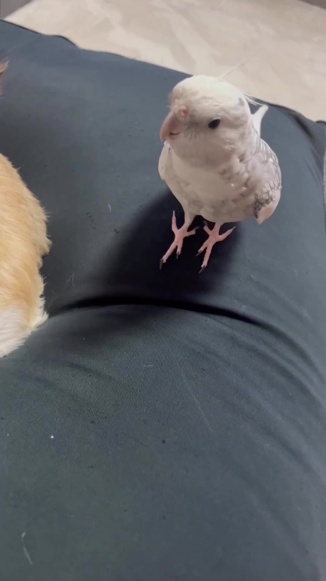 YOU ARE ANNOYING ME BIRD😅 SCAT !