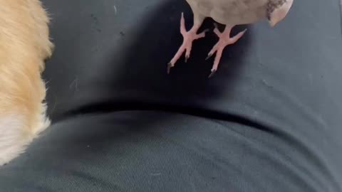 YOU ARE ANNOYING ME BIRD😅 SCAT !