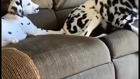 Funny People and Pets! 📛 Momente haioase cu oameni și animale!