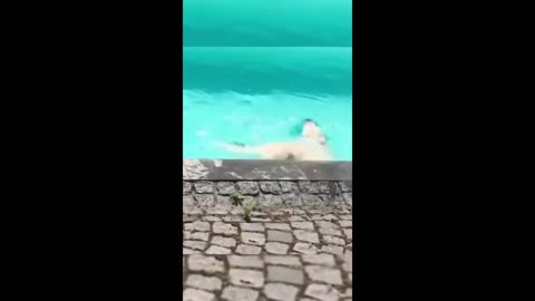 Funniest Animals on the Internet 😂 | So Cute & Crazy!