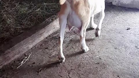 goat