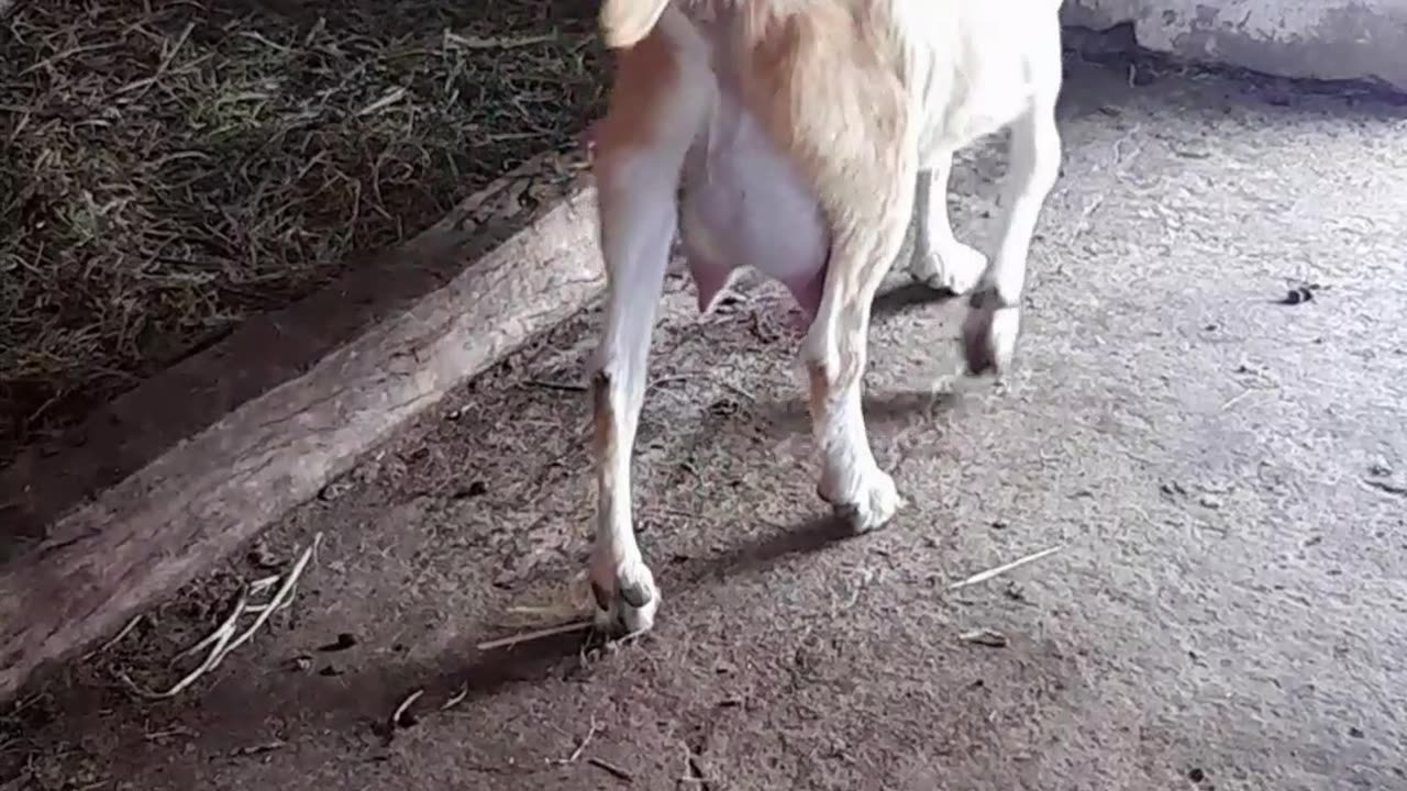 goat