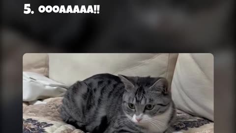 Top 5 FUNNIEST Cat Prank Moments 🐱 | Hilarious Reactions You Can’t Miss! 😂