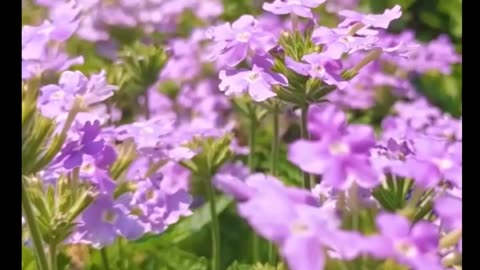 Just try to look ata it🤣🤣🤣