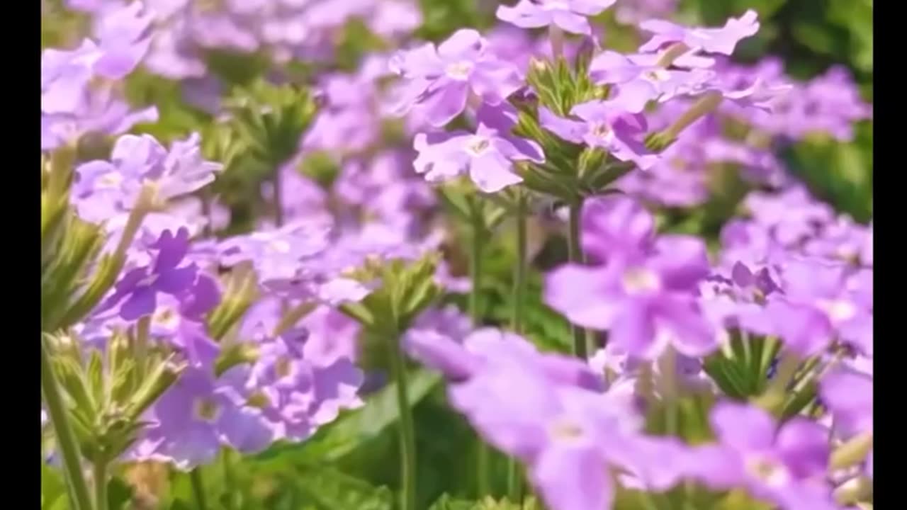 Just try to look ata it🤣🤣🤣