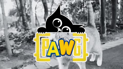 PAW-Gang Intro
