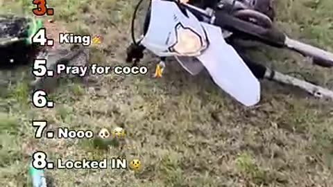 Playful Animals Wild Fun Energy