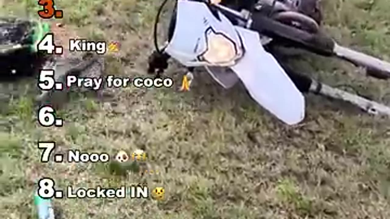 Playful Animals Wild Fun Energy