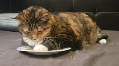 Catnip Bliss: Adorable Cat Lays Back and Goes Nirvana