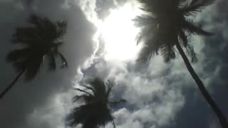 The sun shines brightly on the 3 coconut trees, the light flashes [Nature & Animals]