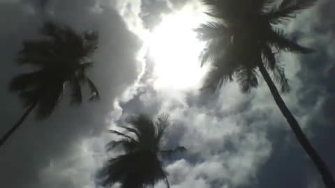 The sun shines brightly on the 3 coconut trees, the light flashes [Nature & Animals]