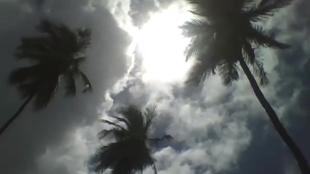 The sun shines brightly on the 3 coconut trees, the light flashes [Nature & Animals]