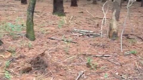 😱👶 The Scariest Baby Crying in the Woods Ever Recorded | TheHauntingHour