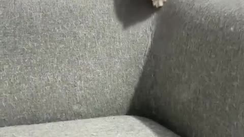 Cut cat