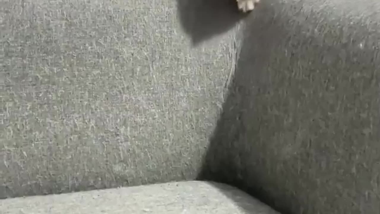 Cut cat