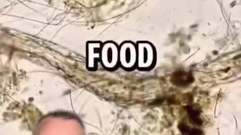 The power of Cloves