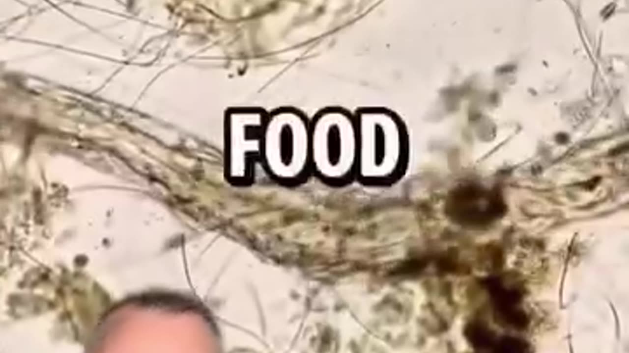 The power of Cloves