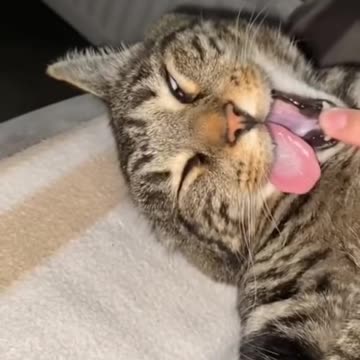 Lustige schlafende Katzen #tickockKatze #katze #kitty #katzen