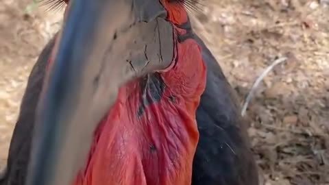 Meet Whiner a 41-year-old Southern Ground Hornbill.