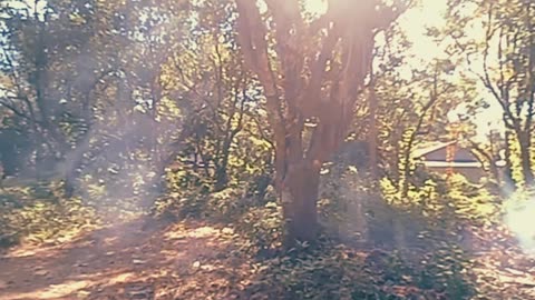 Another day in the backyard (video)