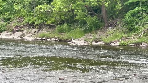 Great White Egret the fish sniper