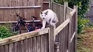 Funny animals