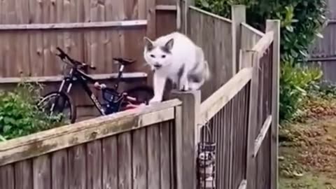 Funny animals