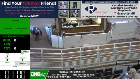 9/2/2025 - Calf & Stocker Auction - OKC West