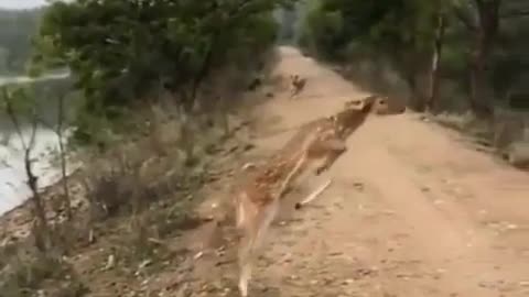 😂🦌 Deer Duty Calls! My Deer People Need Me | FunFM