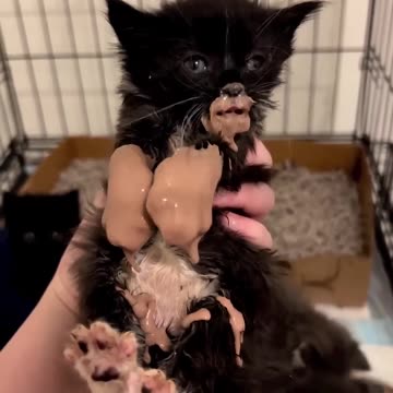 The Absolute FUNNIEST Pets Of The Week 😹