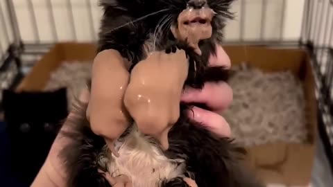 The Absolute FUNNIEST Pets Of The Week 😹