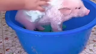 A family rescued a weak piglet that had been abandoned on the road and then