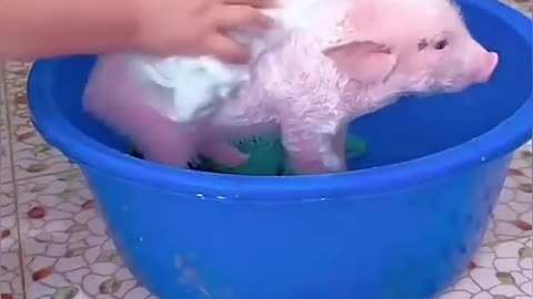 A family rescued a weak piglet that had been abandoned on the road and then