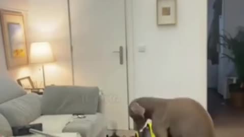 The rescue dog