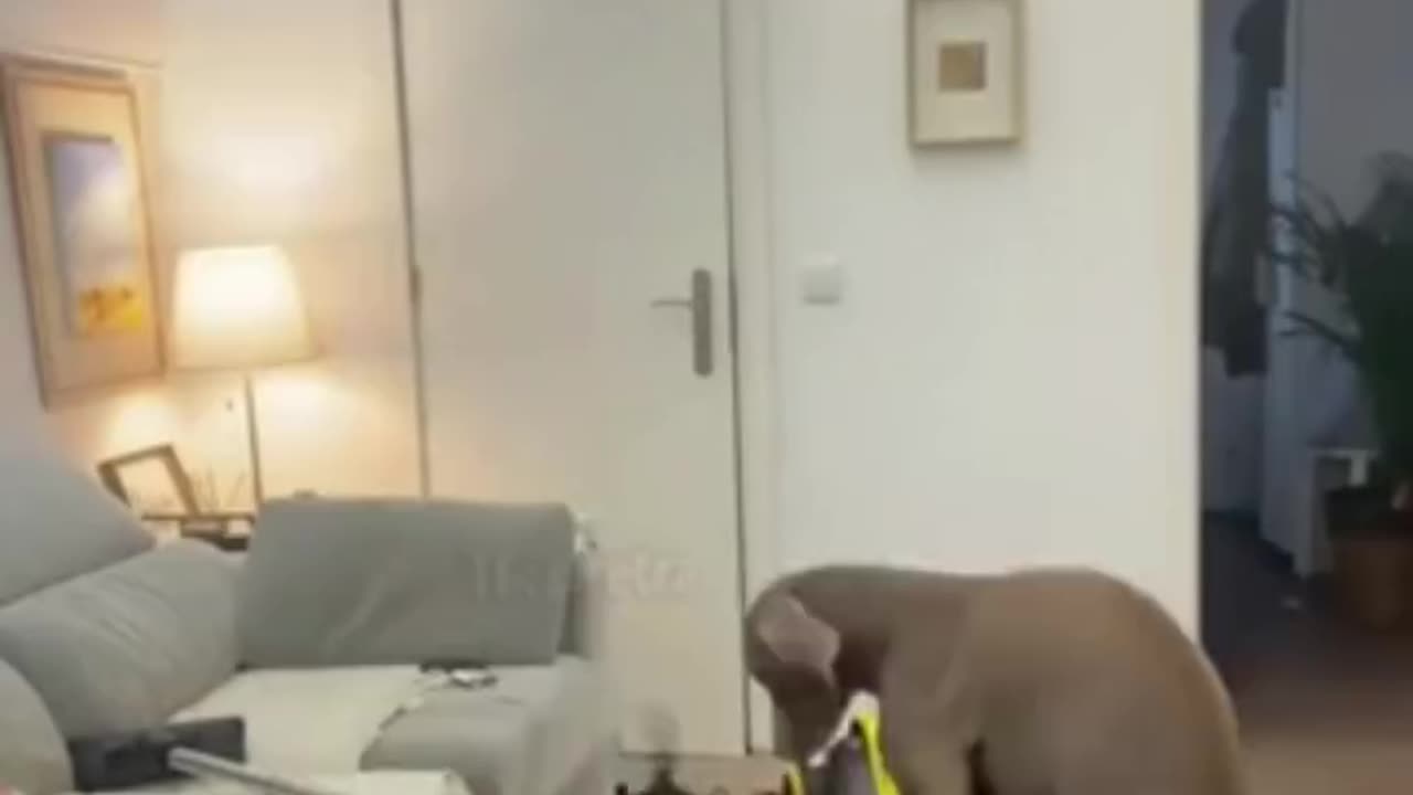 The rescue dog