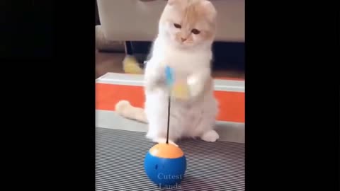 Hilarious Funny Animal Moments, Cute Pets Fails, Try Not to Laugh Challenge