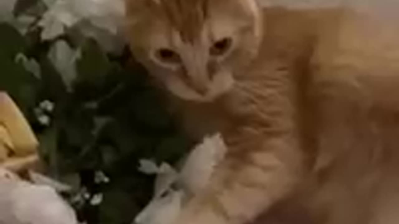 Rock paper scissors with my cat