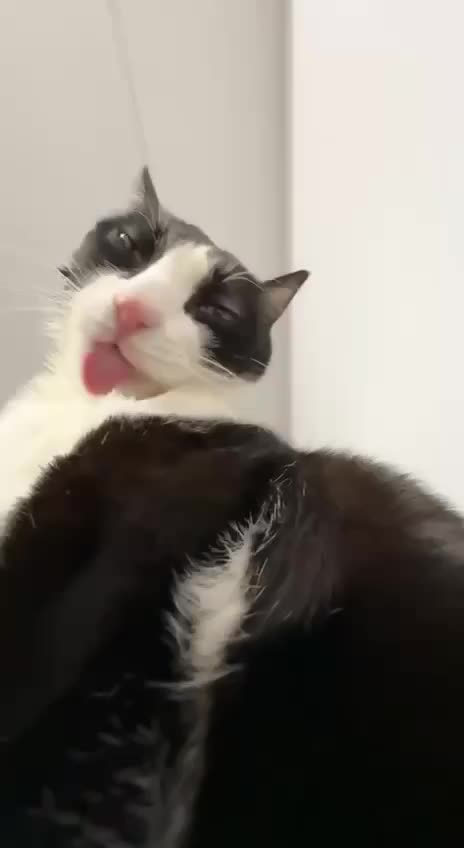 If there was only fans for cats 🤣