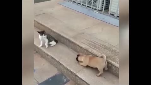 Cat VS Dog #Shorts