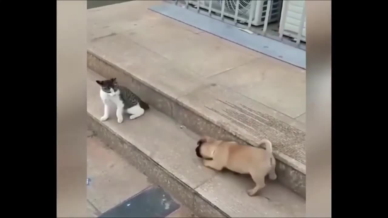 Cat VS Dog #Shorts