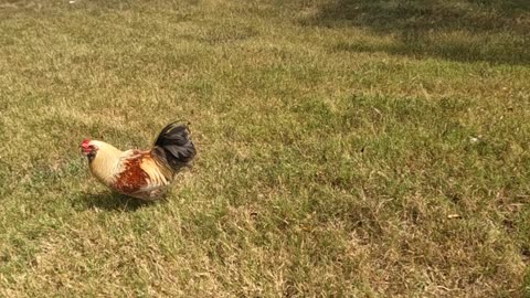 Rooster wanted to come home with us