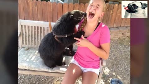 WATCH! When Funny Animals Attack! FAF!