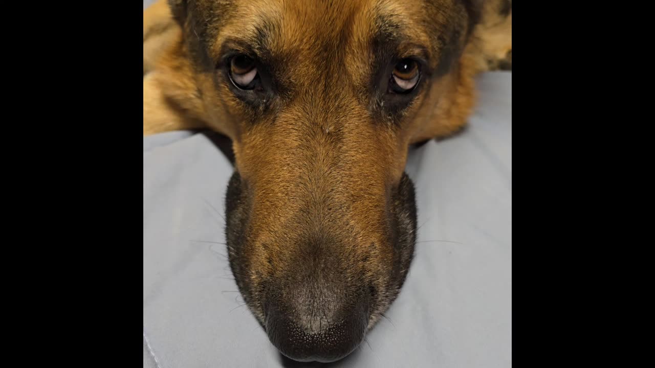 Virgil german shepherd.